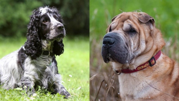 可卡犬—可卡犬和沙贝犬的混合体