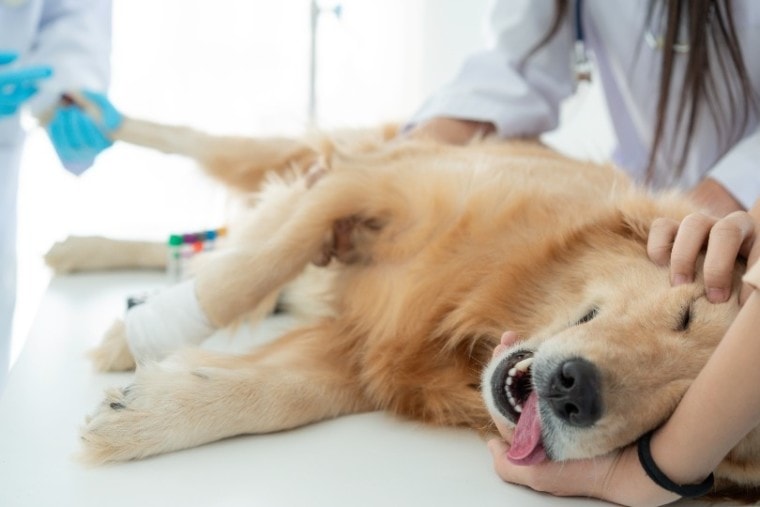 犬用兽医麻醉治疗