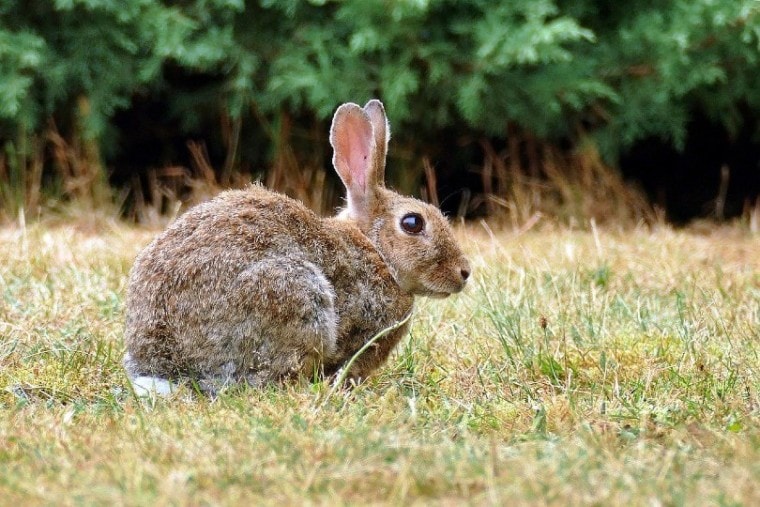 坐在草地上的欧洲野兔
