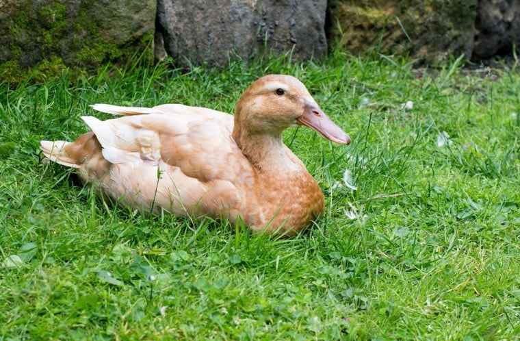 草地上的褐小鸭