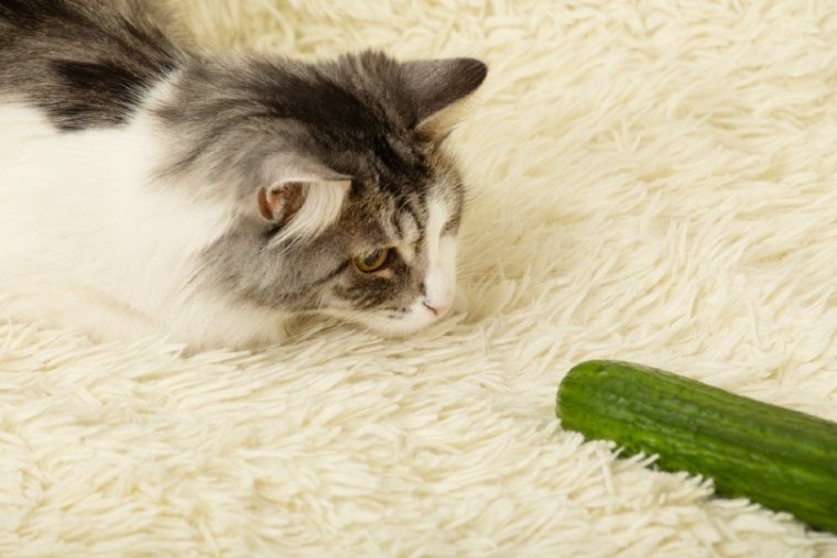猫玩黄瓜
