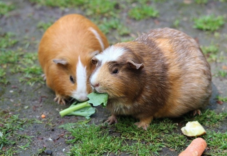 几内亚pig_frauke feind_pixabay豚鼠吃什么蔬菜