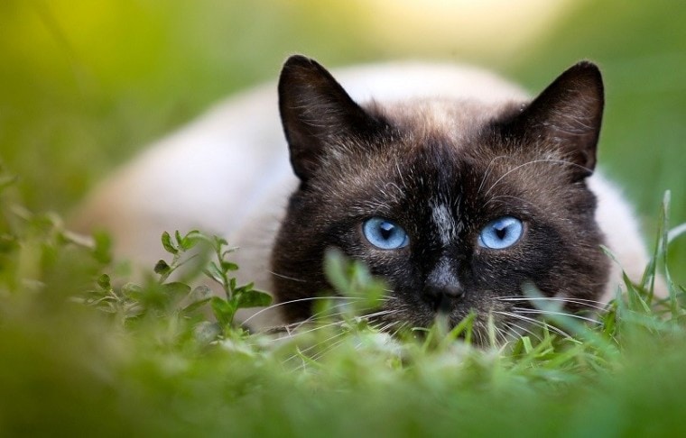 暹罗猫在守卫pixabay上