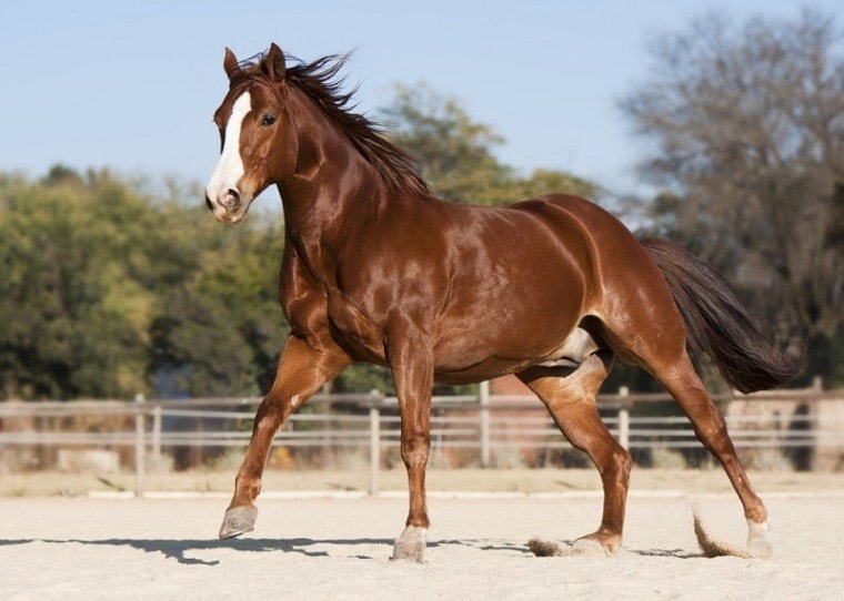 美国Quarter horse_jacotakepics, Shutterstock