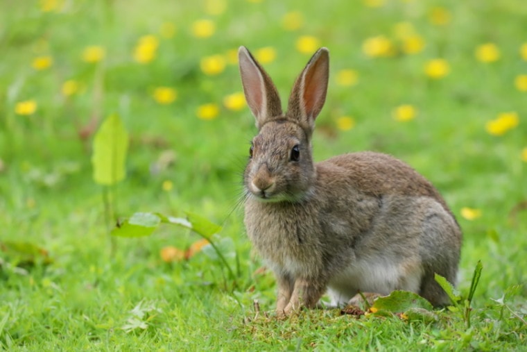 贝弗伦·兔子在草地上