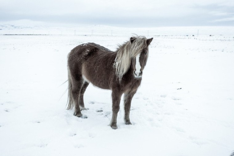 冰岛马在雪中