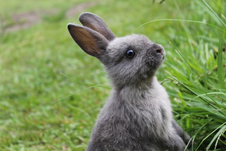 迷你雷克斯兔子站在草地上