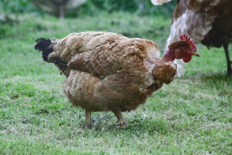 草地上的裸脖子鸡