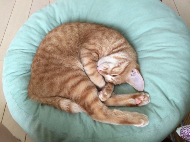 Cat Bed_Pixabay.