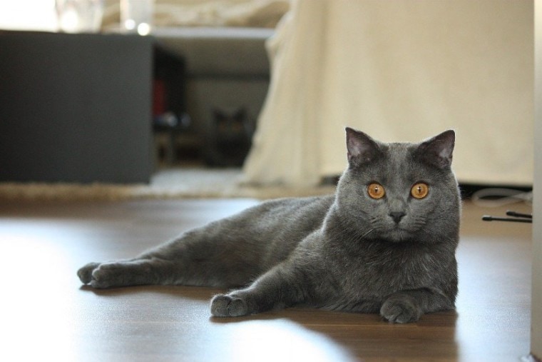 夏特尔猫cat_LucasBouillon, Pixabay