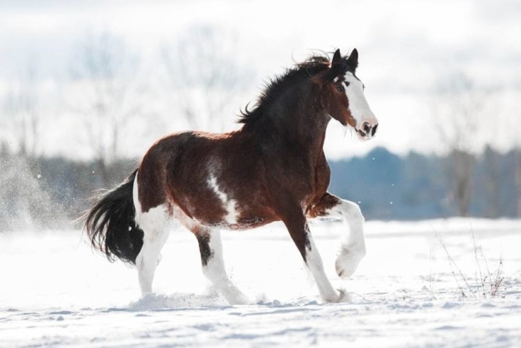 Clydesdale horses _ OlesyaNickolaeva, Shutterstock