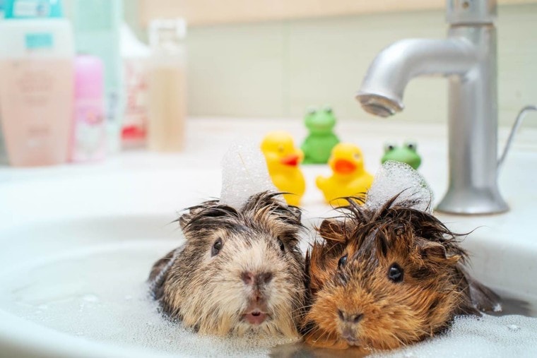两只豚鼠洗澡