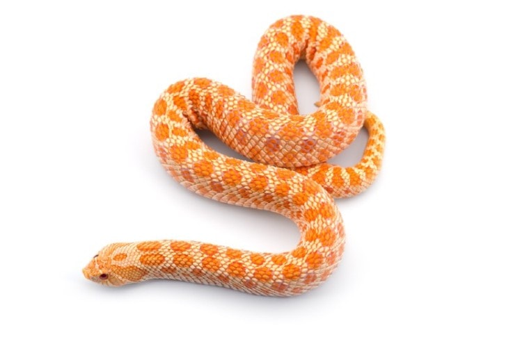 白化蛇蛇