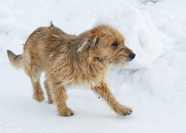 波斯尼亚粗毛猎犬/ maria Sivtseva_Shutterstock