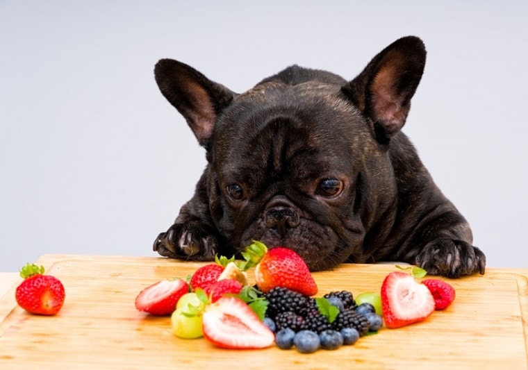 French-bulldog-ready-to-eat-fresh-fruits_Studio13lights_shutterstock