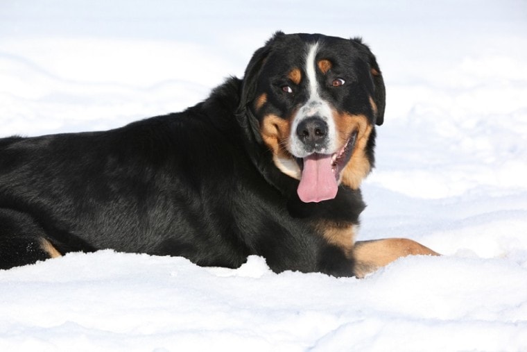 冬天的大瑞士山犬