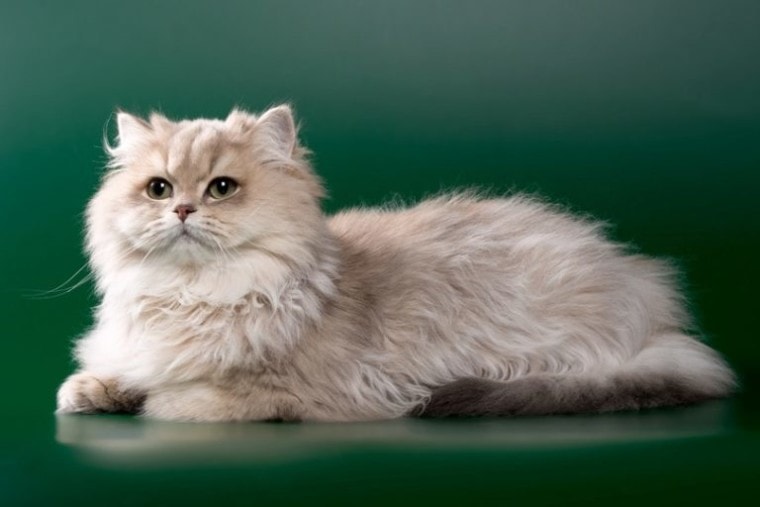 波斯cat_blue-chinchilla-with-green-eyes_oksanasusoeva_shutterstock