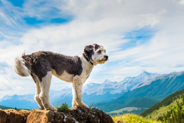风景徒步旅行与波兰低地牧羊犬