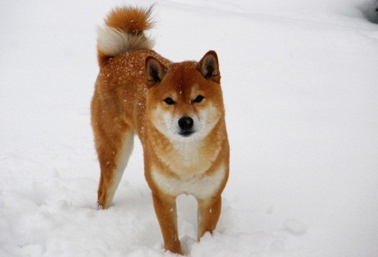 Shiba Inu在雪中