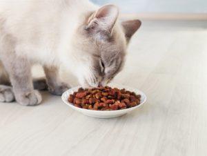 暹罗猫从碗里吃干食物