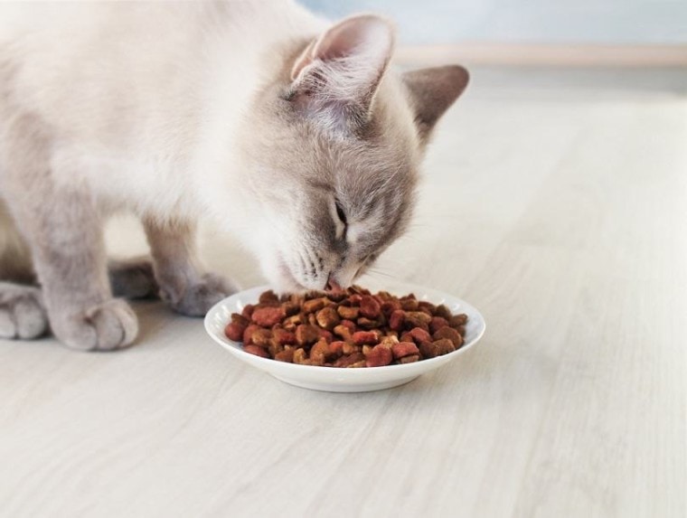 暹罗猫从碗里吃干粮