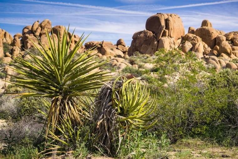沙漠中的丝兰(Yucca schidigera)