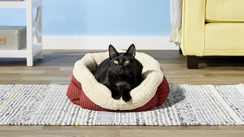 一只黑猫懒洋洋地躺在猫床上