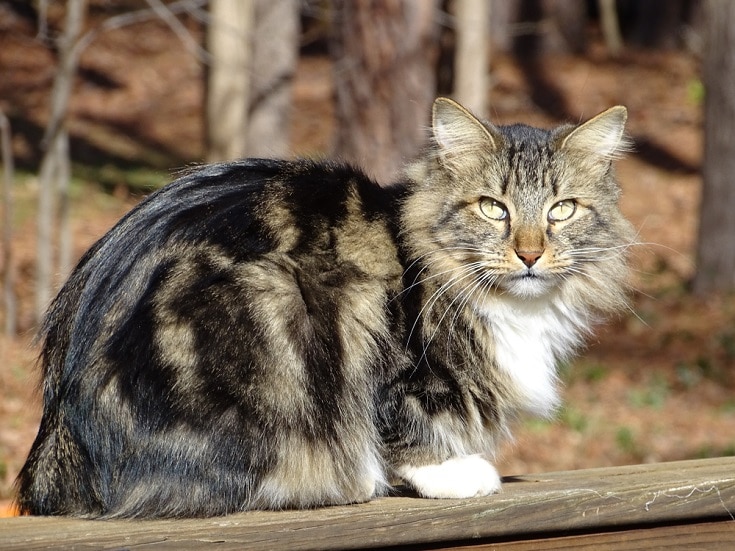 美国bobtail-cat_Shutterstock_Mary-McDonald