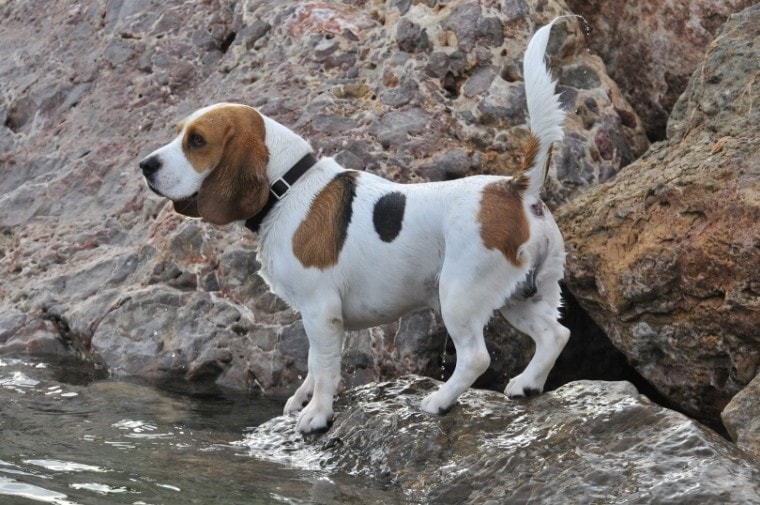 比格犬rock_José Somovilla_Pixabay猎犬品种
