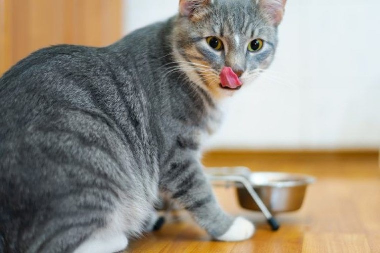 猫吃完盘子里的食物后