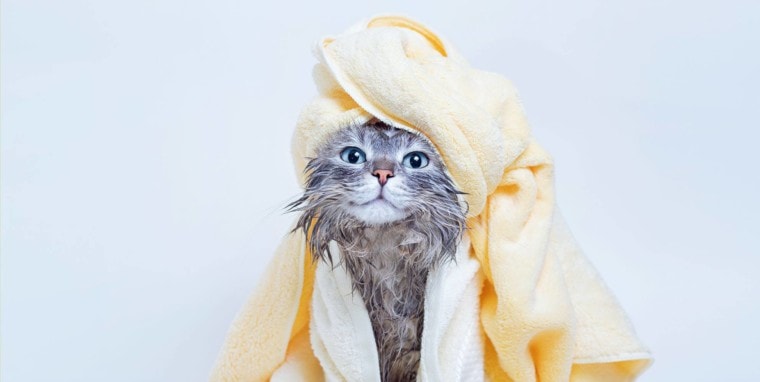 猫浴