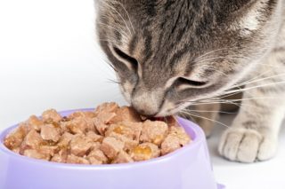 一只猫在吃湿猫粮