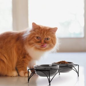 猫在Y Y Y猫水碗里吃东西