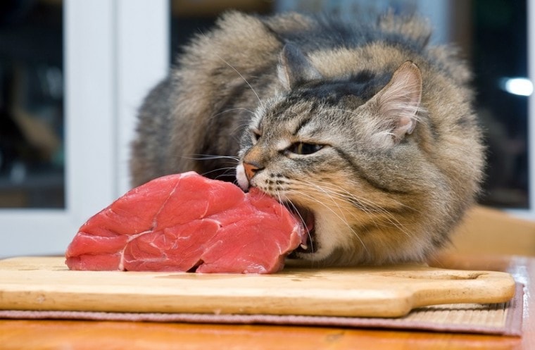 猫吃肉块