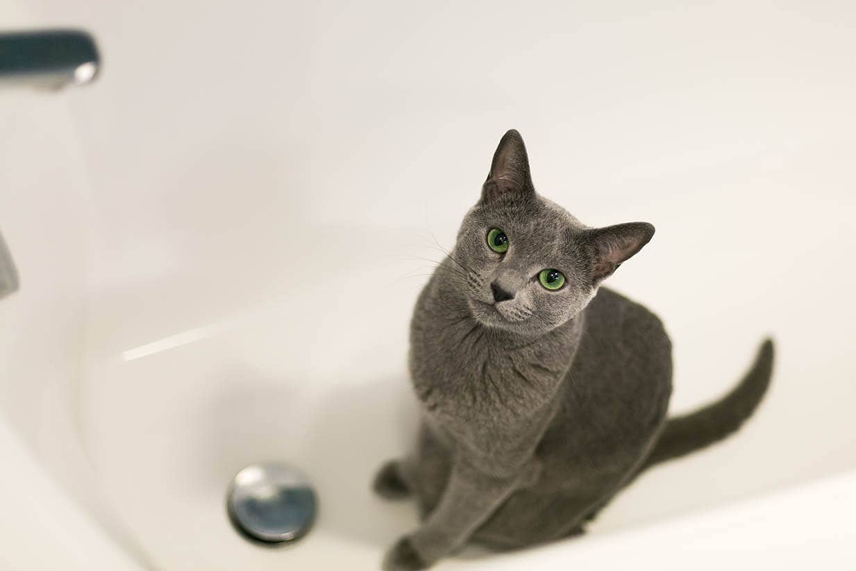 猫在浴缸里
