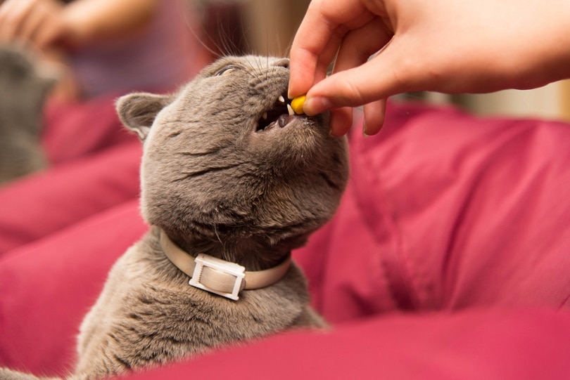 cat-taste-a-pill_Norb_KM_shutterstock