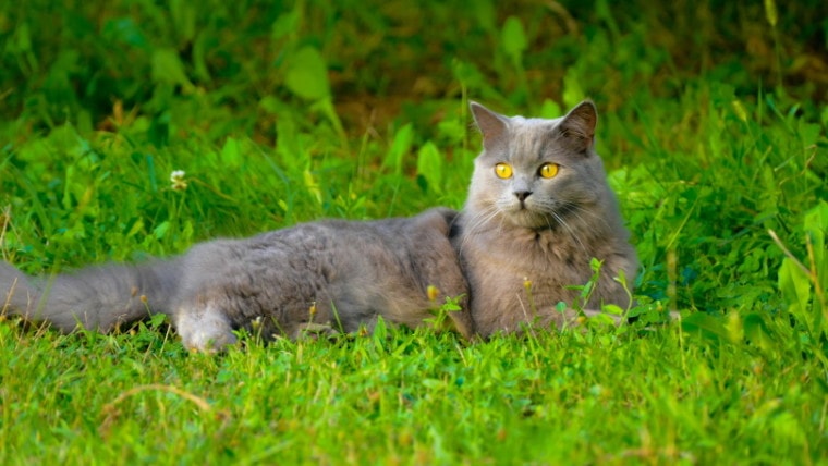 沙特尔猫在草地上