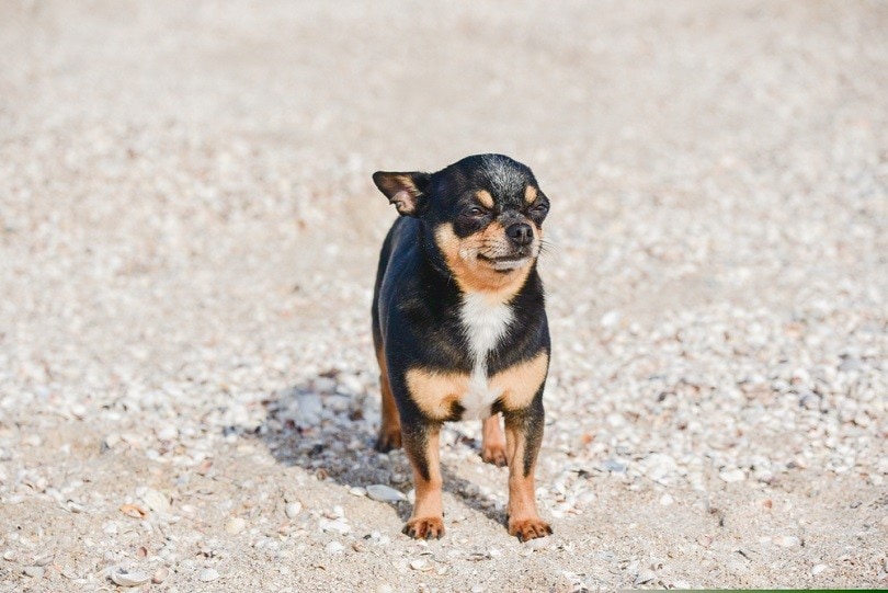奇瓦瓦狗在海滩上摆姿势