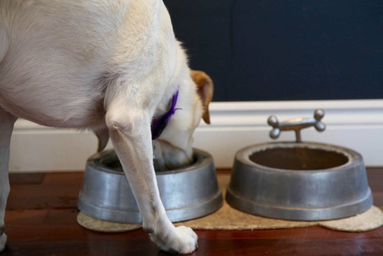 在水碗中喝狗