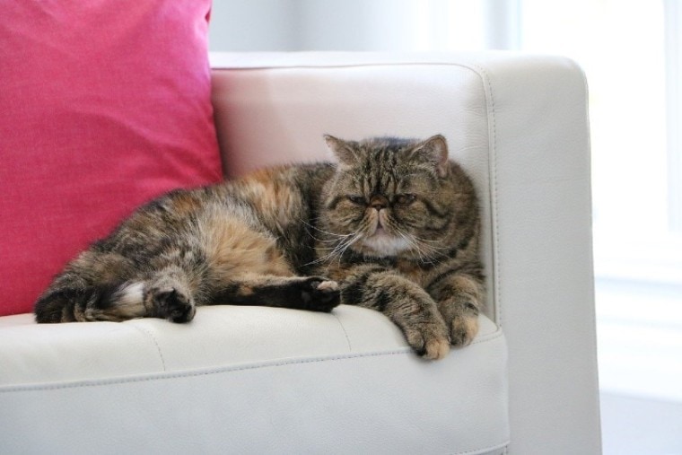 异国的短毛猫躺在沙发上
