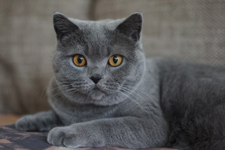 灰色的猫