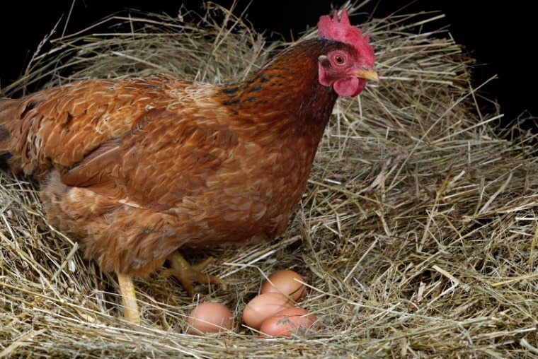 母鸡产卵