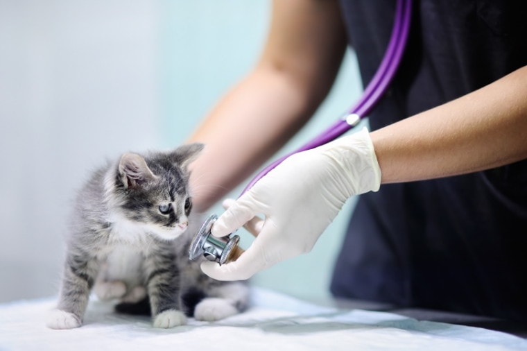 小猫和兽医