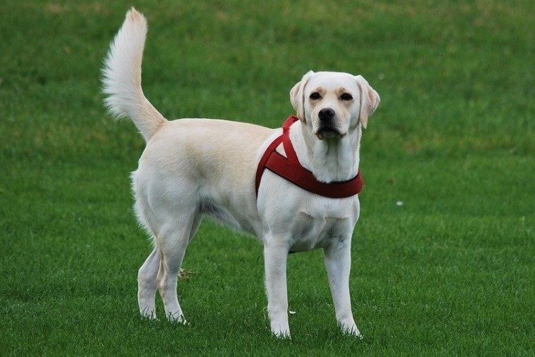 拉布拉多猎犬站在绿色草地上