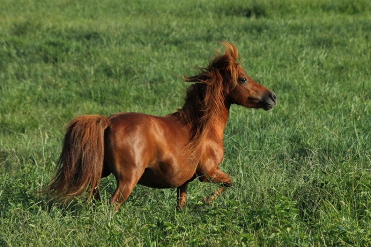 miniature-horse_Mark Edwards_Pixabay