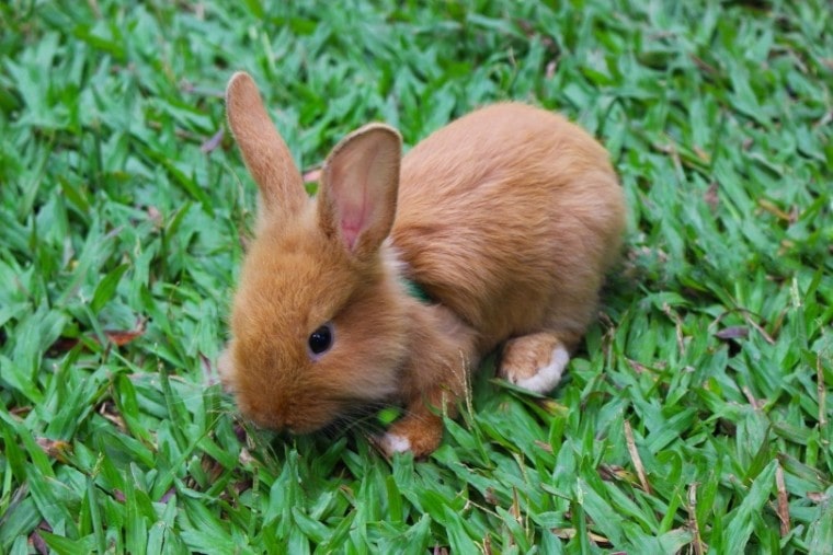 草中的兔子_ Dean Moriarty_Pixabay