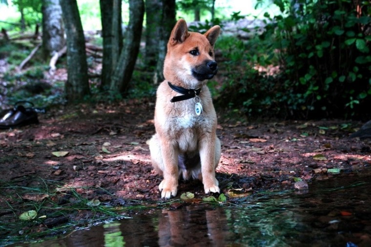 日本柴犬puppy_Benkai_Pixabay