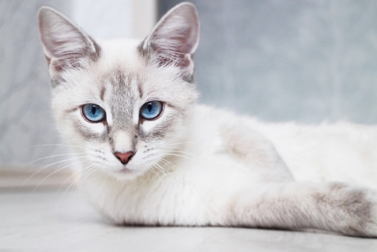 暹罗泰国蓝眼猫