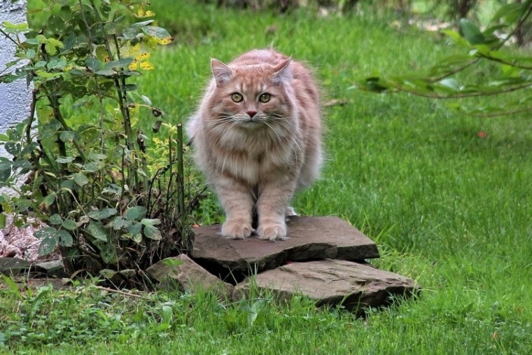 西伯利亚猫在garden_michaelHüttl_pixabay