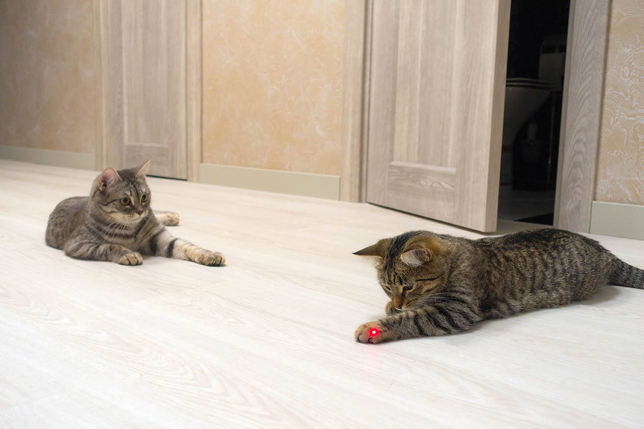两只猫和激光指针一起玩